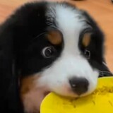 xihuangezhongxiaogou