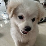 Hoàng Đình Ggiang