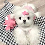 xuanyikouxiaogou