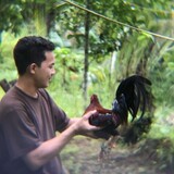 Pobreng Magmamanok