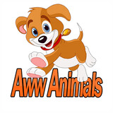 Aww Animals