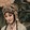 gaixiage