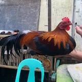 JRD GAMEFOWL