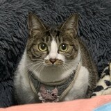 namingtiaowu
