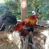 BarcelonBackyard
