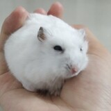 wuzhiqimieyeminga