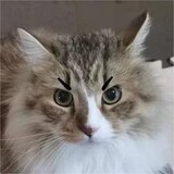 chiwowuhen