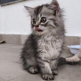 Purr Peeps