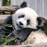 xiong___talaile