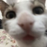 niyaoqiafanle
