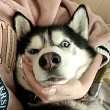 rockymamashibaifumei