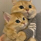 Youmaobingdejuzuo