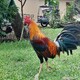 creator avatar
