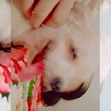 Risa's_cute