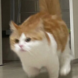 ___tumengjin