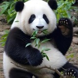 chengzidongwubaike