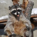 laohuanxiong________