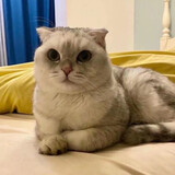 sandibuhuiyong___sha