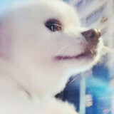 Xiaoxiaohuanghexiaohei