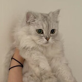 junjunjiadexiao___