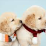 มิตรที่ดี คือมิสยูว์น้างับ