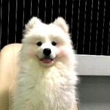wuwuwudongmian