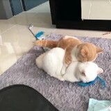 keyunletou_