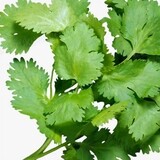 chiguaxiangcaijun