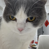 shenmeshihoubianoule