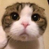 Tấn Nguyễn Minh_6098