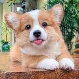 xiaobaigoutui_