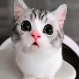 yeabogomi