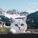 creator avatar