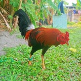 Jayson Quizon_5666