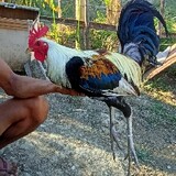 JPD.gamefarm