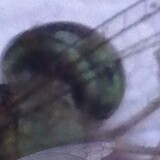 พลอยชมพู เจมเกาะ