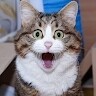 Mew Bew