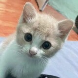 のRyuzzakiの