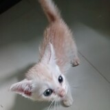Kiiro-
