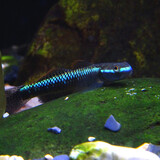 xishuiwanyudeczai