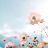 mi____guanying