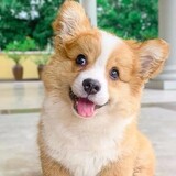baobeimengchongcc