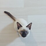 popcatie