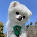Gungunshigexiaobaby