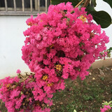 xinqingnianyingshiji___i