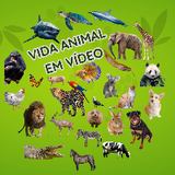 Vida Animal Em Vídeo