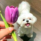 qiao___xiaogoul