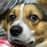 xiaogoududupr