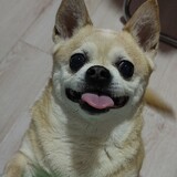 xiaobodelianaishi