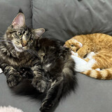 jiayou_________he___